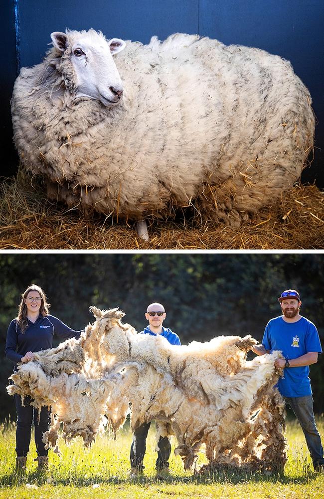 A sheep, having lived among kangaroos for 10 months in Sugar Loaf National Park, is rescued with a massive 5-year wool growth. Picture: Mark Stewart