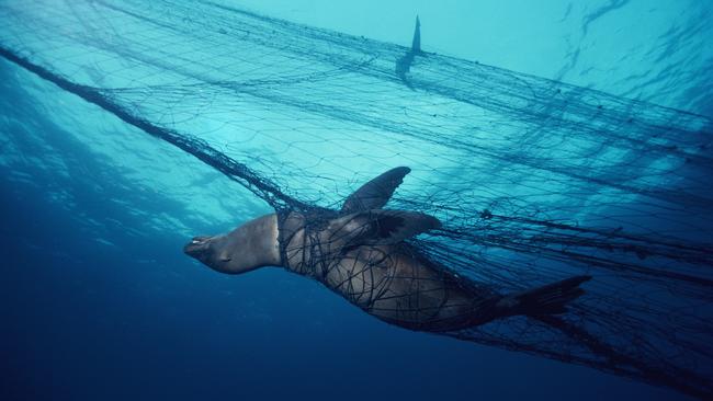 Beautiful creatures such as sea lions are copping the worst of it from commercial fishers not abiding by the rules.