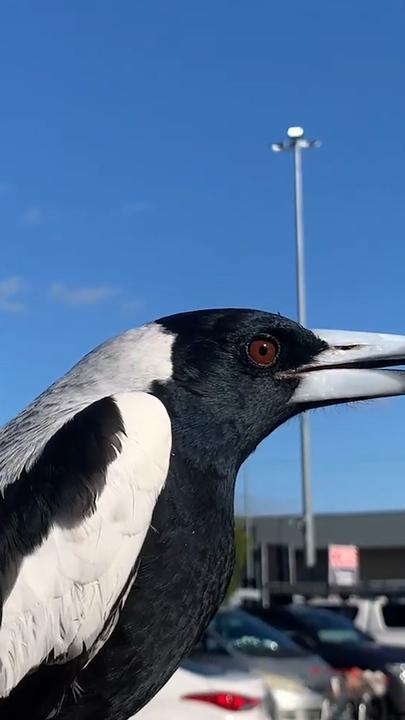 Magpie rescued after being trapped in supermarket