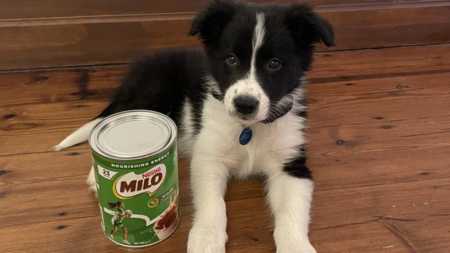 Milo from Hove. Picture: Supplied