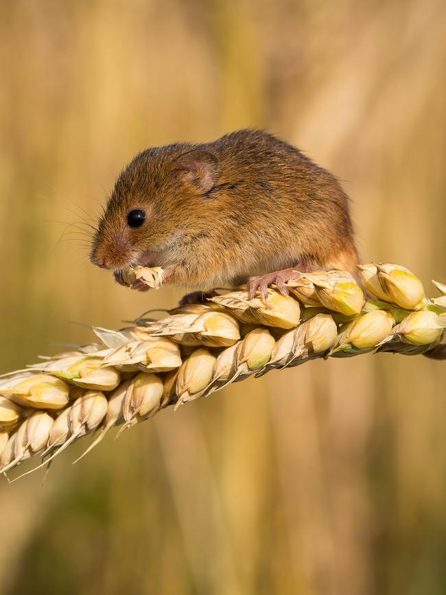 The outbreak has hit grain crops throughout much of regional Australia. Picture: Trent Perrett