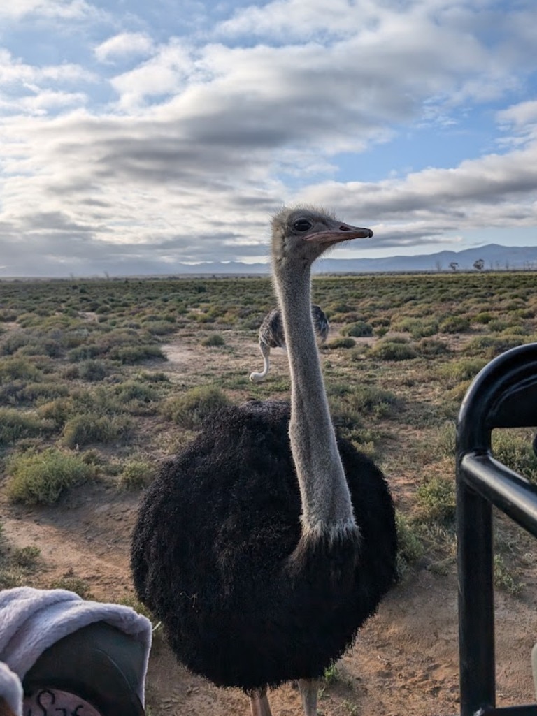 And you never know who will pop past your safari vehicle to say hi. This is Harry. Picture: News.com.au