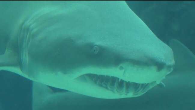 Study points to spike in recent shark attack deaths | news.com.au