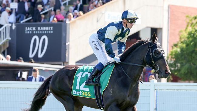 Interpretation (IRE) ridden by Ben Melham heads to the barrier before the bet365 Geelong Cup at Geelong Racecourse on October 19, 2022 in Geelong, Australia. (Photo by George Sal/Racing Photos via Getty Images)