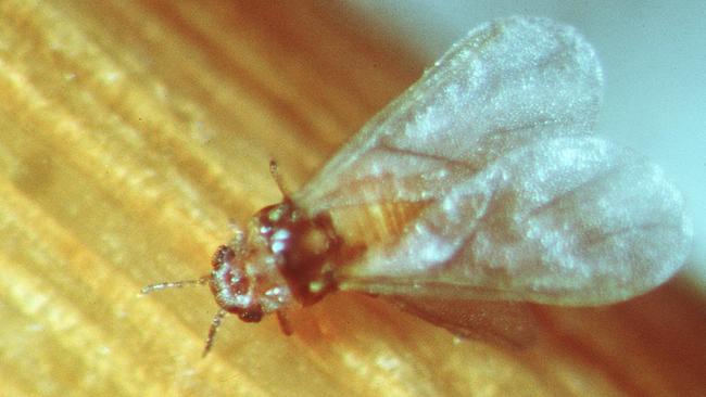 Fast in-field phylloxera detection on display in the Yarra Valley | The ...