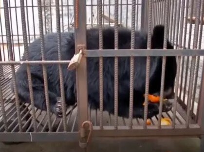 A woman in Yunnan Province, China, thought she was buying a Tibetan mastiff puppy, but the animal would not stop growing thanks to its ravenous appetite.