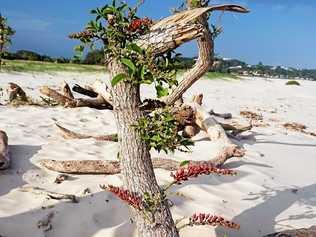 Invasive coral trees are growing right out of the sand at Ballina.  Photo Contributed. Picture: Contributed