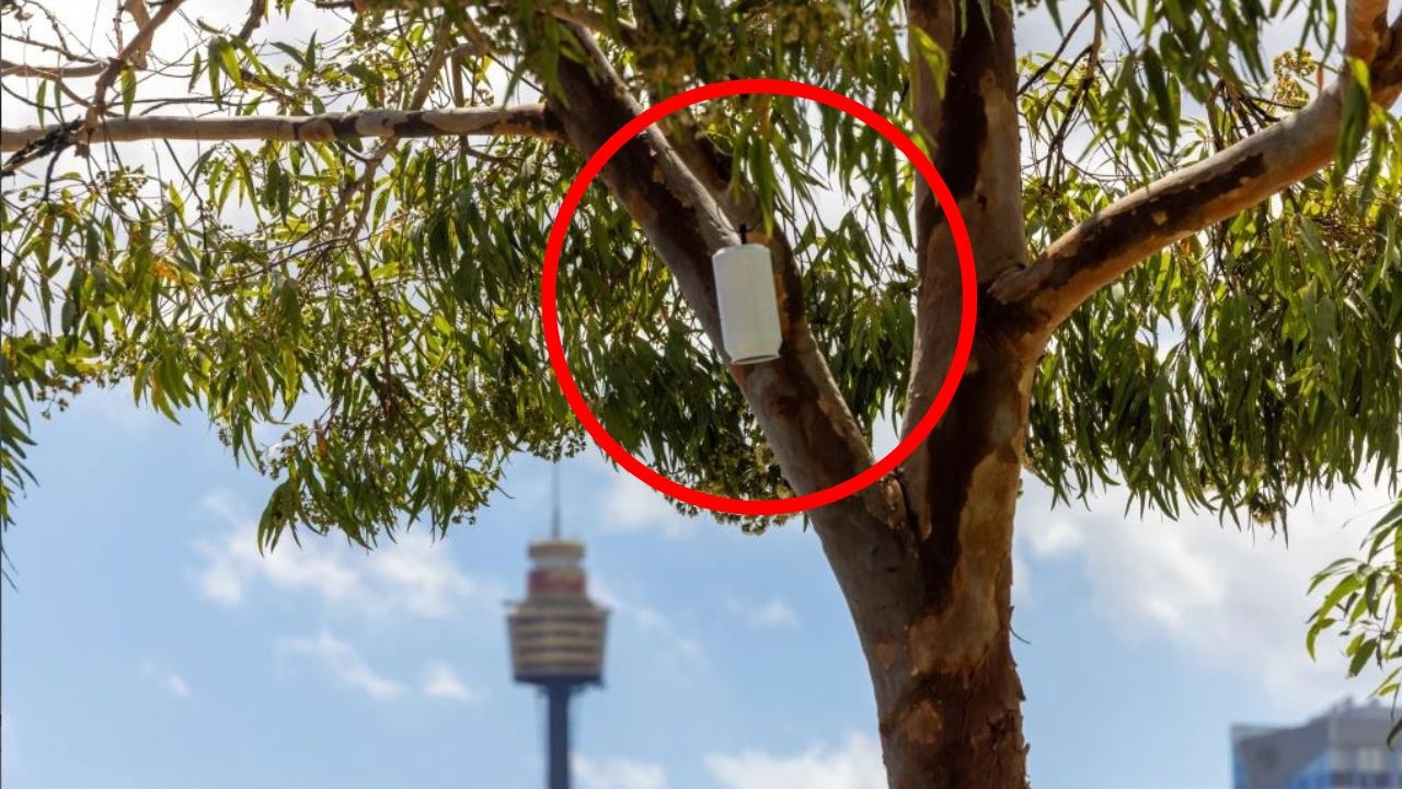 One of the 200 small white cans that will be taking Sydney’s temperature this summer. Picture: Supplied