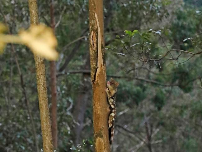 The cute fellow is thriving in his new home (Photo: Department of Environment, Science and Innovation)