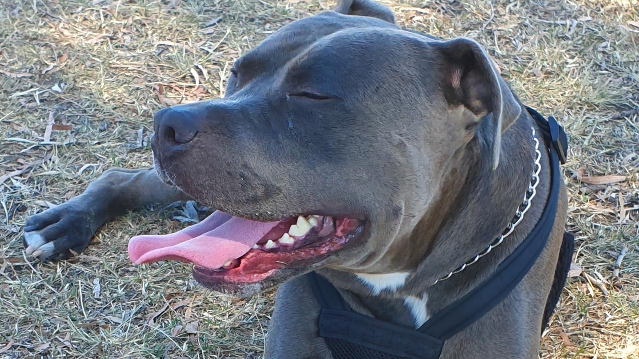 Taking in the sunshine and loving life, Ziggy at the dog park at Loganholme Picture: Wynita Adams