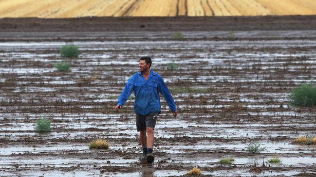 Farmer Nat Groves walks through rain drenched paddocks on the family farm near Gunnedah. Picture: Peter Lorimer