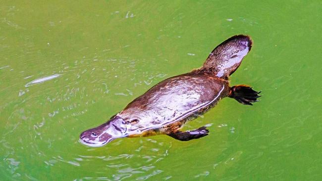 Rob Kidd spotted platypus in the Pioneer Valley.