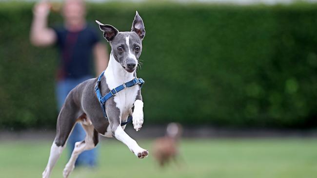 Italian Greyhound Sago, 3 owned by Todd Buttsworth and Meredith Calthorpe having a run at Marieville Esplanade, Sandy Bay. Picture: LUKE BOWDEN