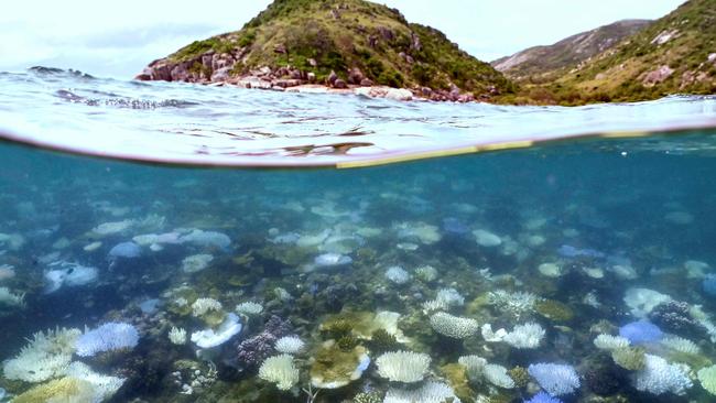 TOPSHOT - This underwater photo taken on April 5, 2024, shows bleached and dead coral around Lizard Island on the Great Barrier Reef, located 270 kilometres (167 miles) north of the city of Cairns. Australia's famed Great Barrier Reef is teetering on the brink, suffering one of the most severe coral bleaching events on record -- the fifth in eight years -- and leaving scientists unsure about its survival. (Photo by DAVID GRAY / AFP) / To go with Australia-Climate-Conversation-Reef by Laura CHUNG