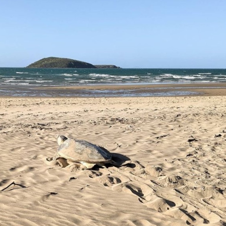 A flatback turtle making its way back to the ocean on Bucasia beach. Picture: Joely Whiting.