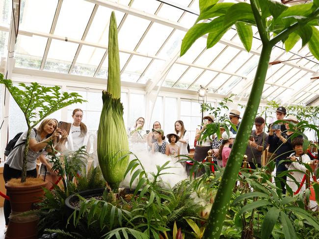 DAILY TELEGRAPH JANUARY 19, 2025. People getting a glimpse of the Corpse Flower nicknamed Patricia at the Royal Botanic Garden Sydney. It is about to open up for the first time in 15 years. Picture: Jonathan Ng