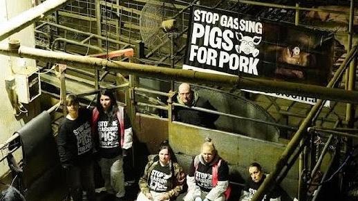 Animal activists stormed a Victorian slaughterhouse to protest the stunning of pigs. Picture: Farm Transparency Project