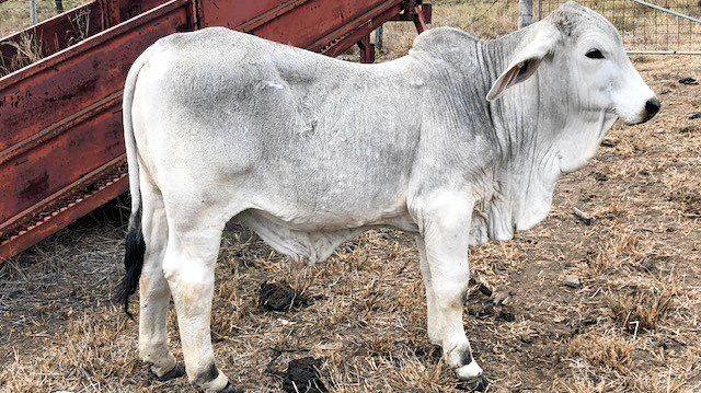 Police are seeking information into the theft of three weaner bulls from a paddock in Gracemere.