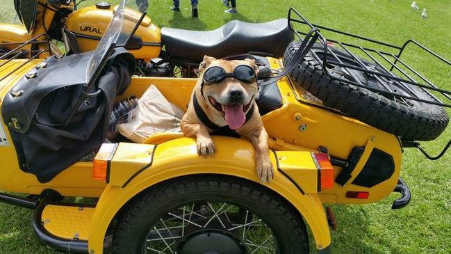 Millie the English Staffie from Sunbury loves going for rides in the sidecar. Picture: Greg Bolger