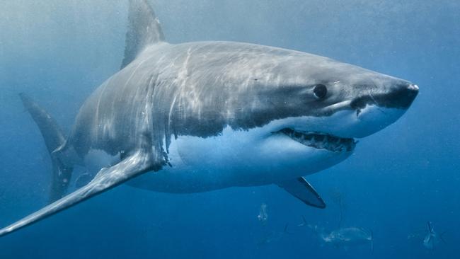 A Great White Shark named Hilton, not pictured, has been sited off North Carolina. Picture: Supplied