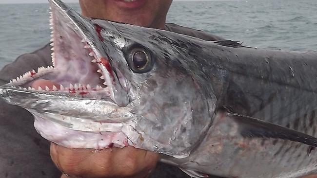 PDG There are still good numbers of spanish mackerel on the outer reefs. pic supplied by Linton heffer