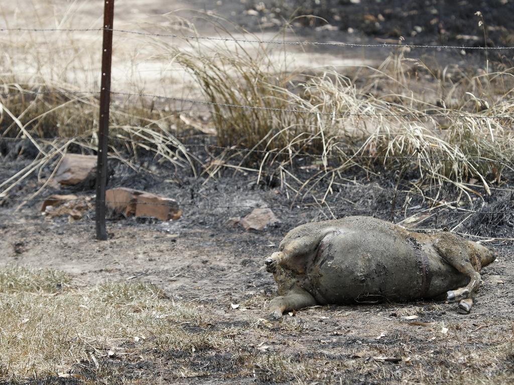 A sheep killed in a fire at Woodside in Adelaide. Picture: Kelly Barnes/AAP