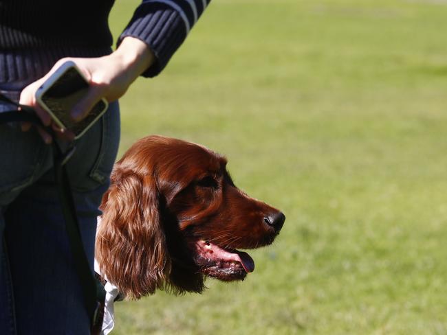 Never force a nervous dog to go beyond their threshold of what’s comfortable. If your dog constantly hovers close to you, it may not be ready for the social life of the dog park.