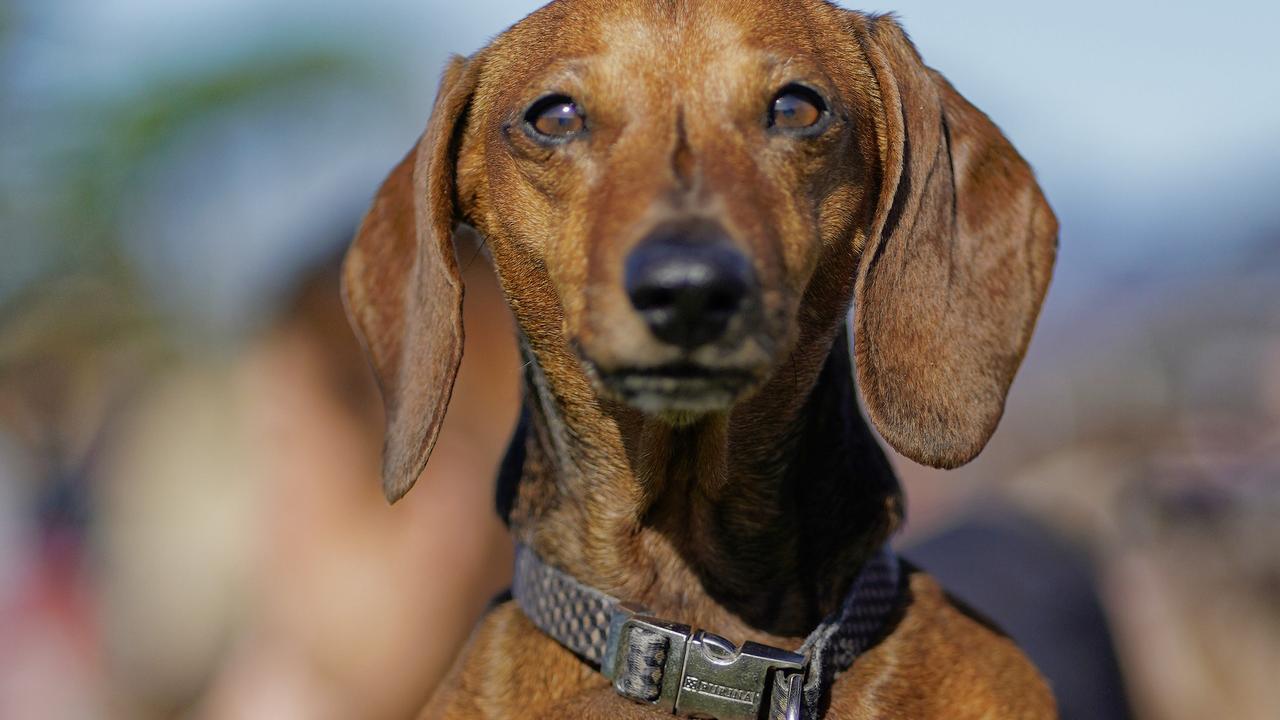 Those who joined the walk have beaten the Guinness World Record for the Largest Dog Walk by a single breed. Picture: NCA NewsWire / Valeriu Campan