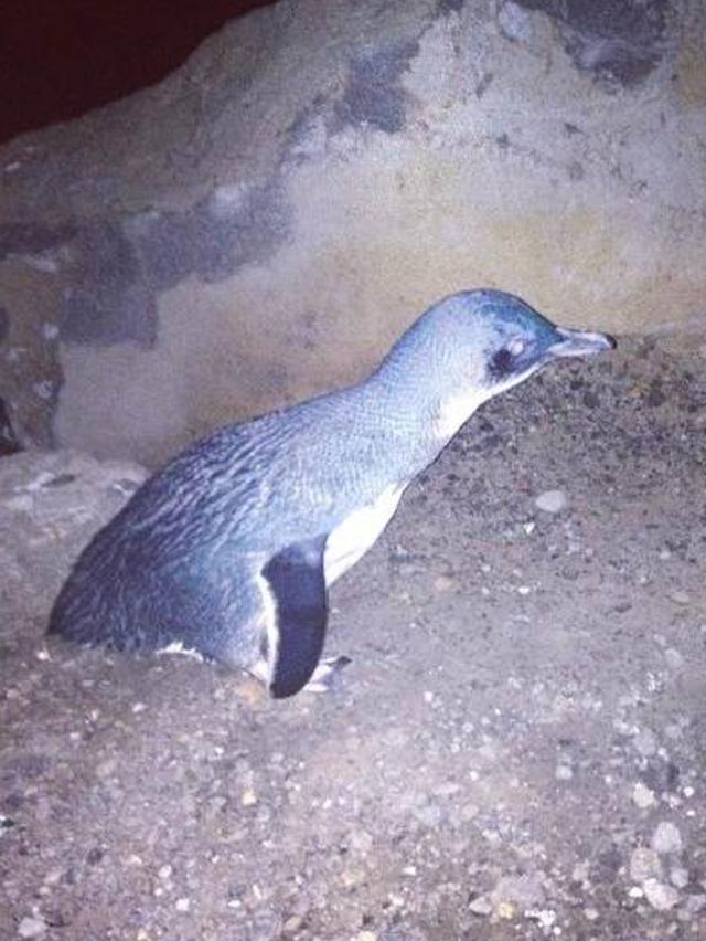 Tourists are posting selfie stick photos of penguins on Instagram.