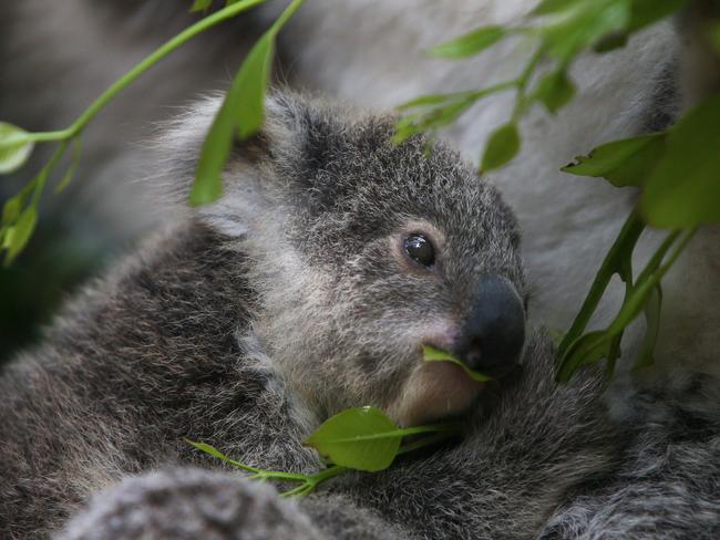 SYDNEY, AUSTRALIA - MARCH 02: Koala joey Humphrey sits amongst eucalyptus at Taronga Zoo on March 02, 2021 in Sydney, Australia. Eight-month-old Humphrey is the first koala joey born at Taronga Zoo in over a year, and only recently emerged from his mother Willow's pouch. Koala joeys stay in their mother's pouch for up to 6 months and it is only from around that age that they begin to emerge and attach themselves to their mother's back. (Photo by Lisa Maree Williams/Getty Images)