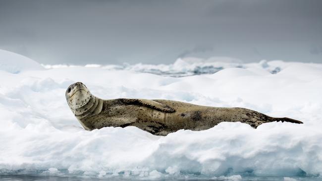 Leopard seal lying on ice Hydrurga leptonyx- in Flander Bay Antarctica