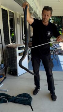 Huge red-bellied black snake found hiding in QLD home