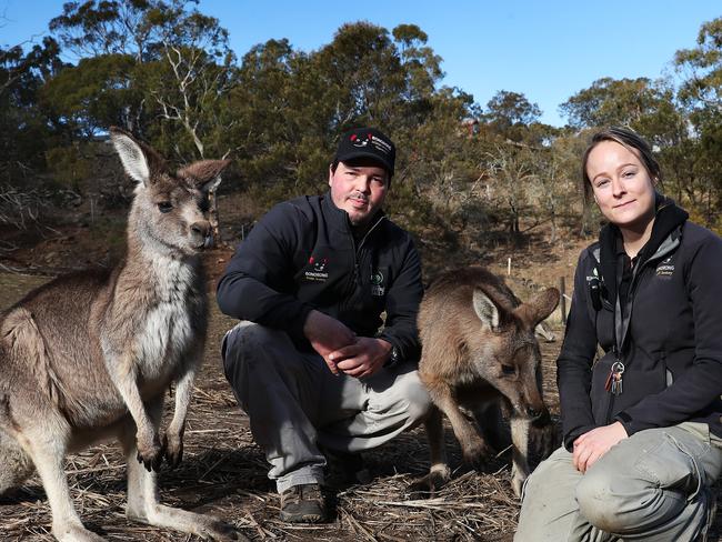 Bonorong Wildlife Sanctuary director Greg Irons with head keeper Melissa Gard with Forester kangaroos at the sanctuary. Irons is angry that all the work he’s done trying to save and protect native animals seems to be pointless when the government allows farmers to cull native species on their properties by the thousands. Picture: NIKKI DAVIS-JONES