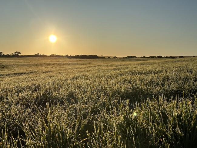 The severe frost events this week in agricultural areas was yet another blow for farmers already dealing with a historically dry start to the year. Picture: Mallee Sustainable Farming