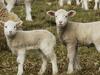 Lamb prices soar to 1000c/kg