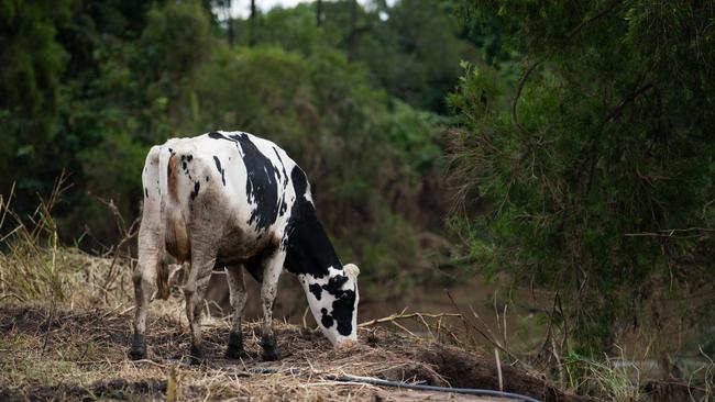 Northern NSW dairy farmers are not happy. Picture: Elise Derwin