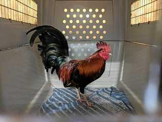 A rooster seized in RSPCA raids. Picture: Contributed