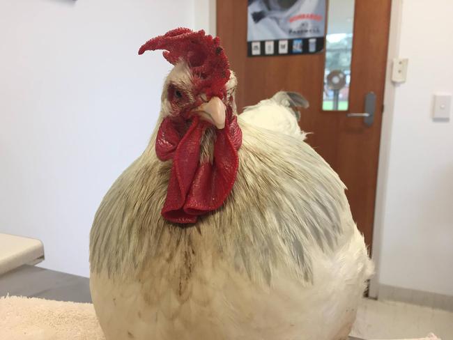 Olivia's prominent “rooster” brow made her look unhappy when she arrived at Camden’s Avian Reptile and Exotic Pet Hospital. Picture: Facebook