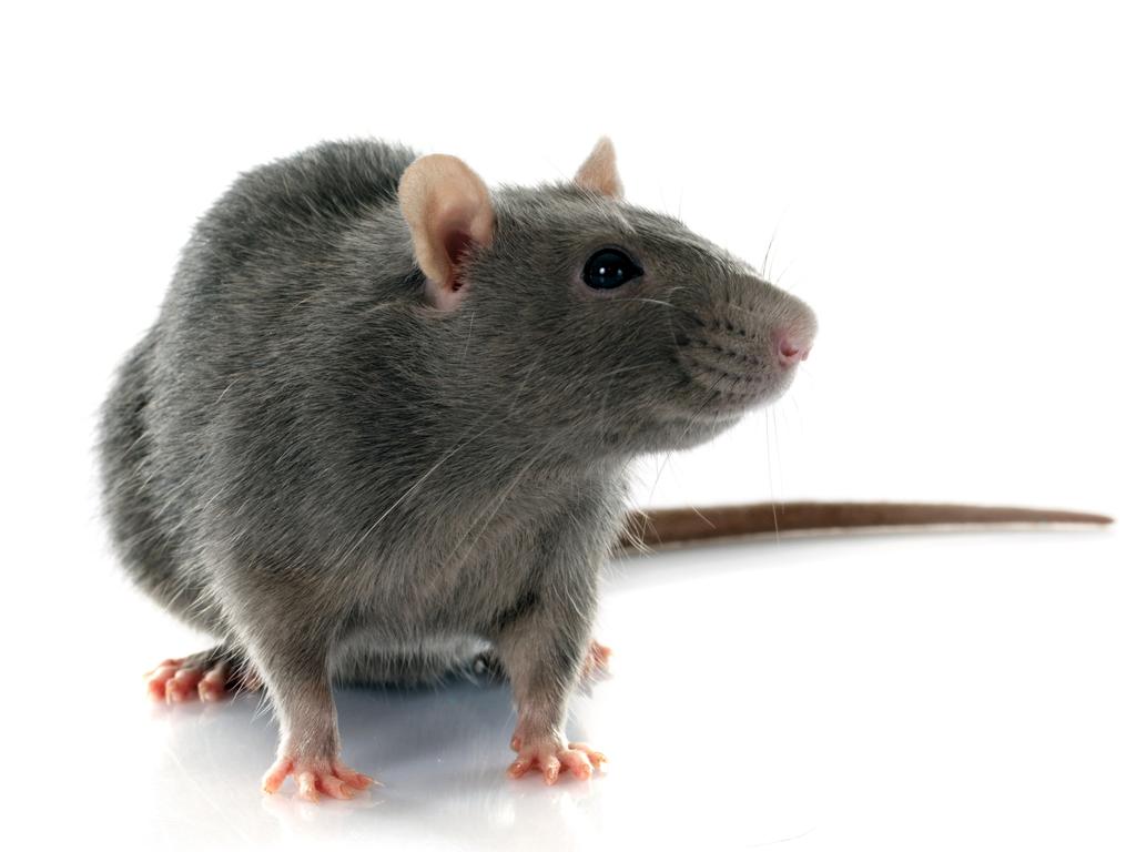 What scientists learned from rats given cocaine in study on addiction ...