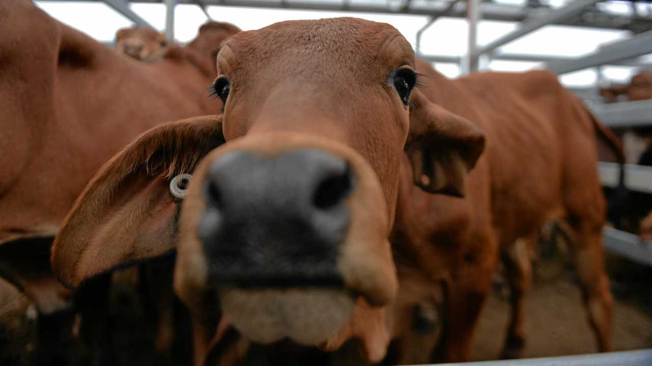 Gassy cattle contribute to the nation's overall greenhouse gas emissions, but scientists are mass producing a solution. Picture: Zizi Averill