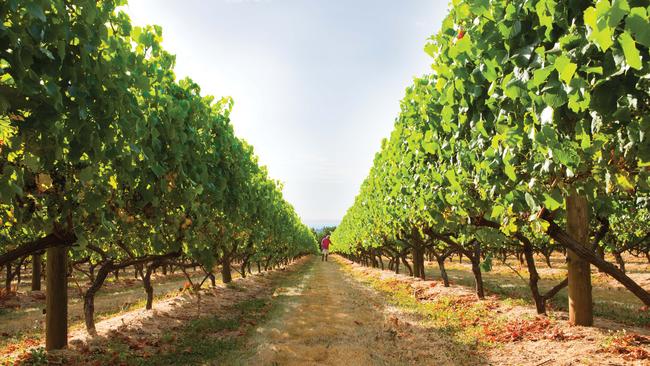 Terra Felix owner Peter Simon walks his Yarra Valley vineyard.