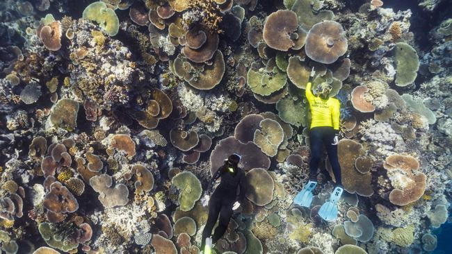 On Earth Day on Tuesday, April 22, The Lifetime of Greatness project will officially launch a call for world-first recognition of the Great Barrier Reef as a recipient of the United Nations Environment Programme’s Lifetime Achievement Award.