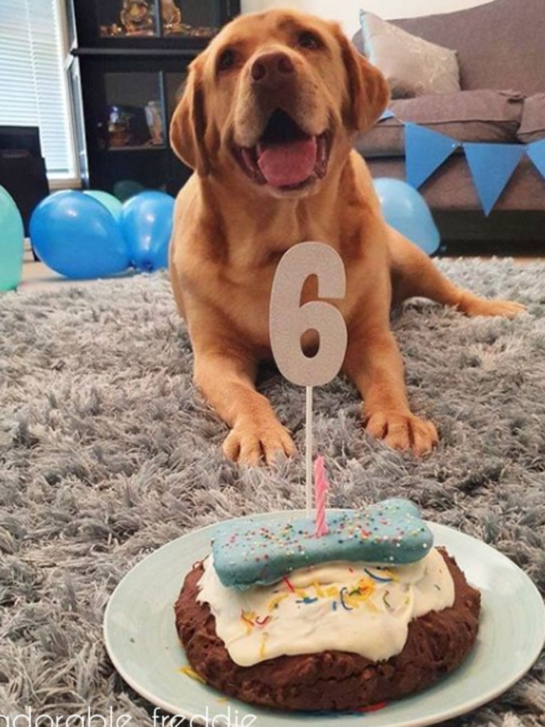 Buy dog clearance birthday cake melbourne