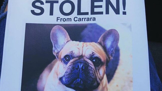 Flyers have been handed out around the Gold Coast to help find missing two-year-old French Bulldog Theo.