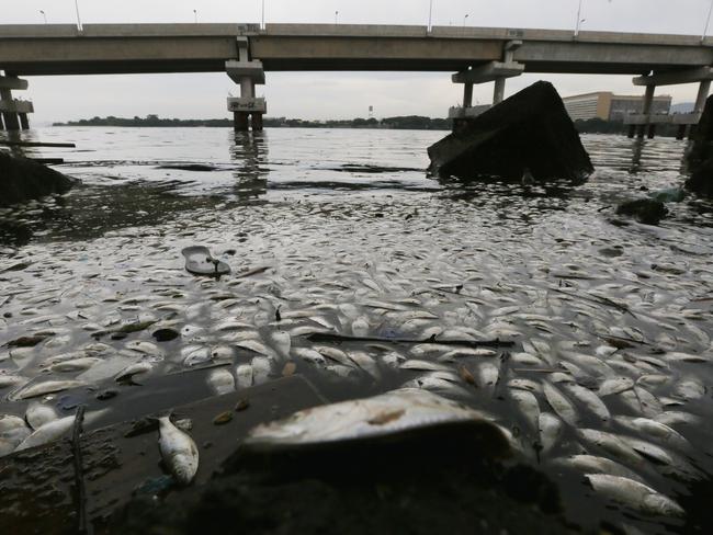 Dead fish are seen floating on the edge of Guanabara Bay last year. The polluted bay receives a majority of the city's raw sewage and officials have recently admitted their clean-up goals won’t be met in time for the Olympics. Picture: Mario Tama