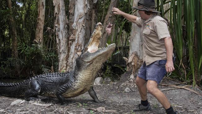 Reptile Keeper at Hartleys Crocodile Adventures, Bill Collette feeds Trinity the crocodile. PHOTO: Brian Cassey