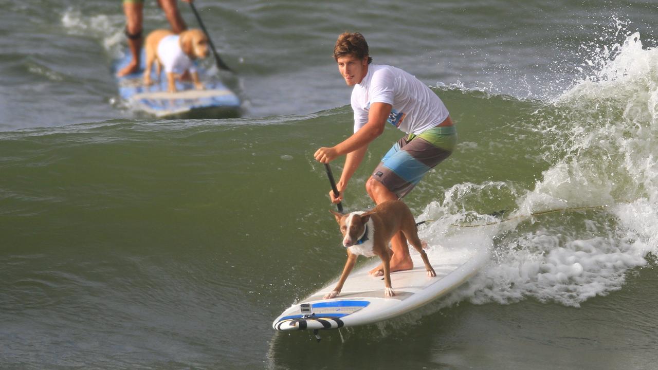 World kiteboard champion Keahi De Aboitiz in the VetShopAustralia Surfing Dogs. Picture: Contributed