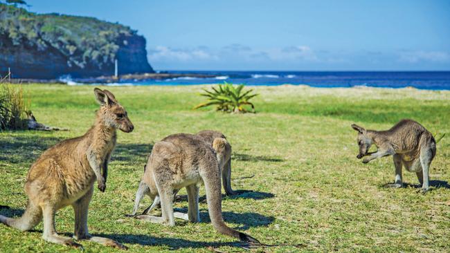 I head south to Pebbly Beach, where kangaroos sun themselves on the grassy dunes. Picture: Destination NSW.