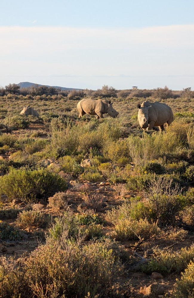 The reserve, however, doesn’t disclose the number of rhinos as a protective measure against poachers. Picture: News.com.au