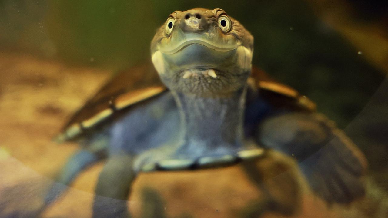 You can meet this Bellinger River Turtle at Taronga Zoo’s ARC. Picture: Sam Ruttyn